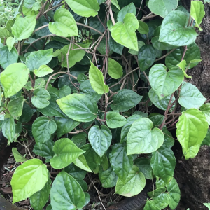 PAN LEAF / BETEL LEAF